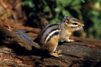 Chipmunk On A Log Fine Art Print - Available in Multiple Sizes