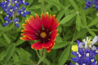 Texas Hill Country Wildflowers Poster Print by Gayle Harper