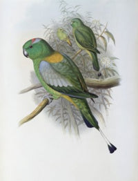 Racket-tailed Parrot Fine Art Print by John Gould