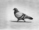 Side Profile of a Pigeon Fine Art Print