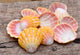 Hawaiian Sunrise Shells Fine Art Print by Savanah Plank - 24x18