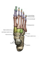3D Foot Model Poster Print with Dorsal Bone Structures by Photon Illustration