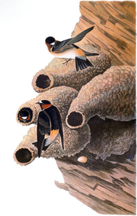 Audubon: Cliff Swallow Fine Art Print from 'The Birds of America'