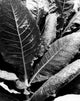 Close-up of Burley Tobacco Plant Poster Print (8x10)