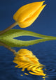 A Yellow Flower Reflected In Water Fine Art Print