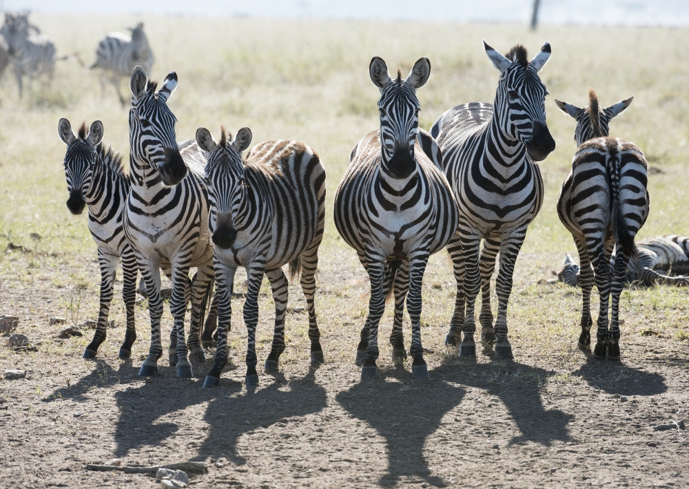 Six Common Zebras in Line - Serengeti National Park Fine Art Print