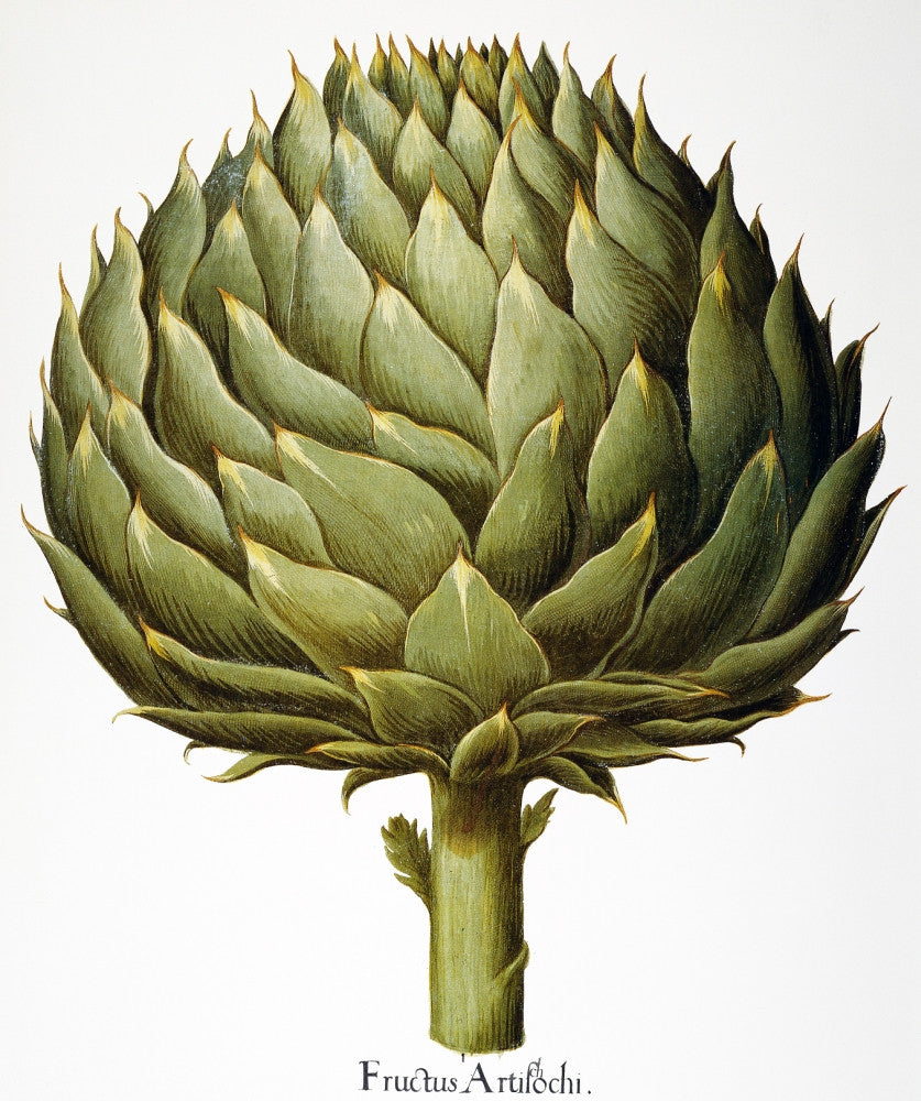 Artichoke Head Fine Art Print from Basilius Besler's Florilegium