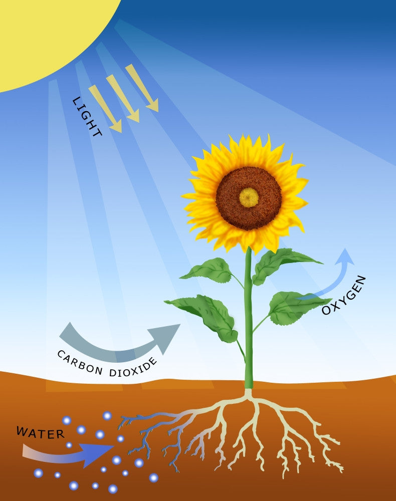 Photosynthesis Fine Art Print by Monica Schroeder | Science Source