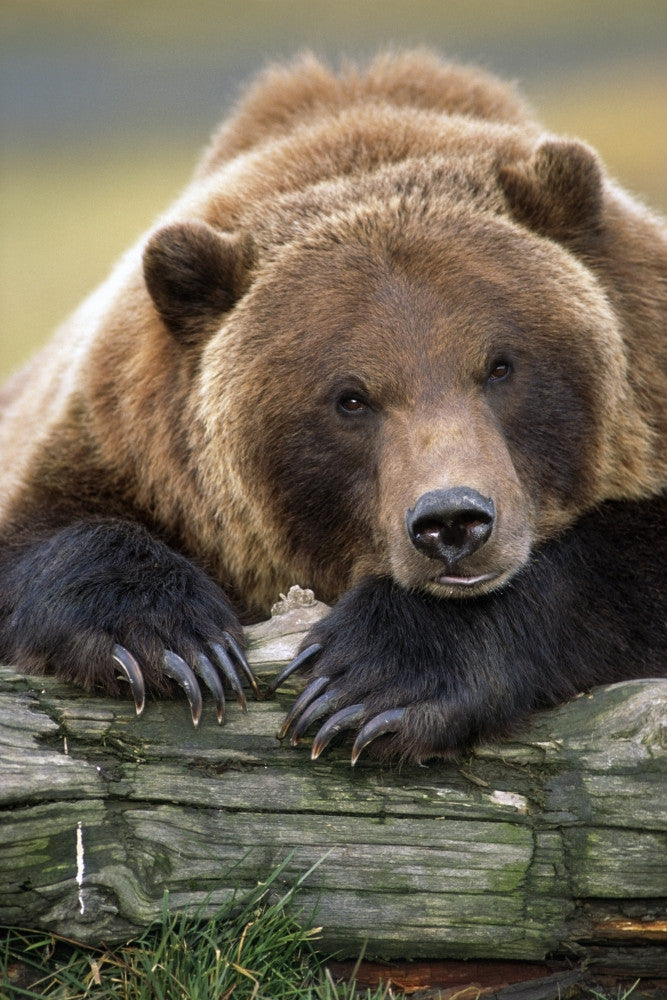 Captivating Brown Bear Poster Print - Alaska Wildlife Conservation Center