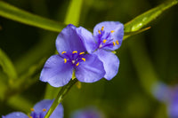 Purple Blooming Flower Fine Art Print by Panoramic Images