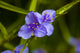 Purple Blooming Flower Fine Art Print by Panoramic Images