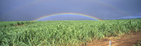 Double Rainbow Over Sugarcane Field Fine Art Print - Maui, Hawaii