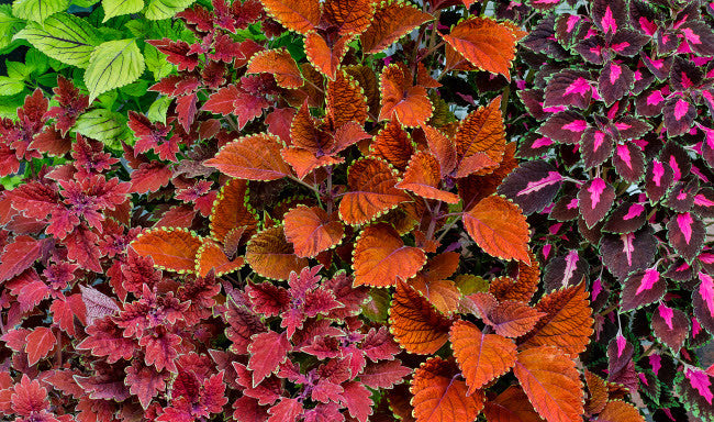 Garden Coleus Plants in Bronze and Reds Fine Art Print by Darrell Gulin