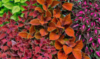 Garden Coleus Plants in Bronze and Reds Fine Art Print by Darrell Gulin