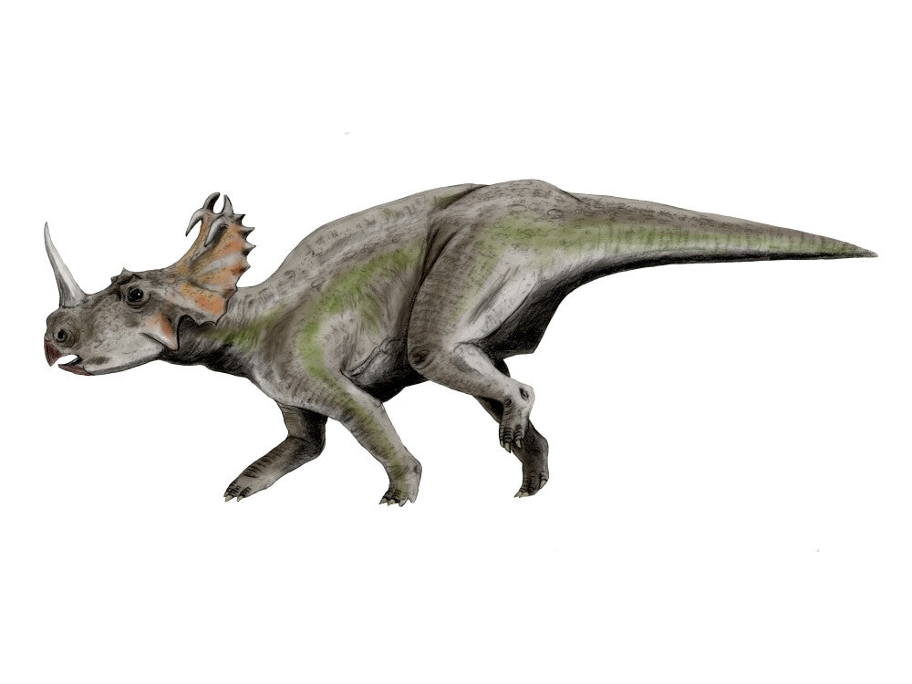 Centrosaurus Dinosaur Fine Art Print on White Background