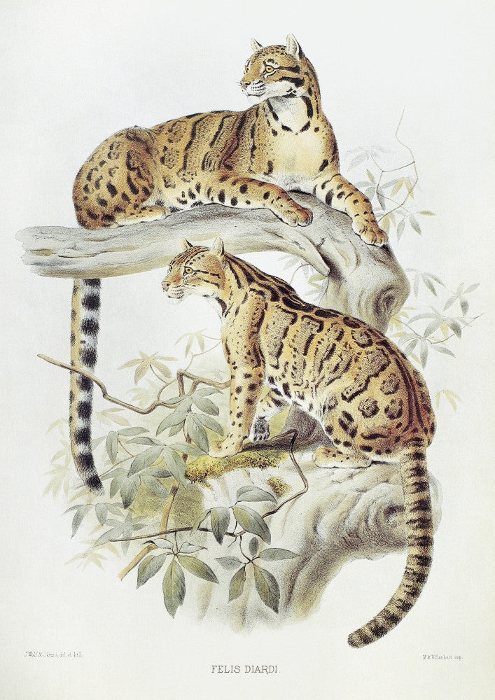 Clouded Leopard Lithograph Fine Art Print (1883) by Granger Collection