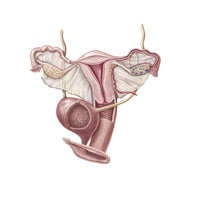 Female Reproductive Organs Fine Art Print by TriFocal Communications