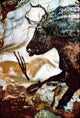 Bull Head Fine Art Print from Lascaux Cave, France by Granger Collection