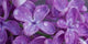 Lilac Flowers Fine Art Print by Panoramic Images - 25x12