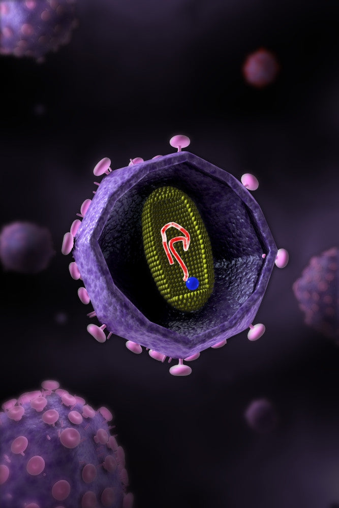 Microscopic View of HIV Virus Cross Section Fine Art Print