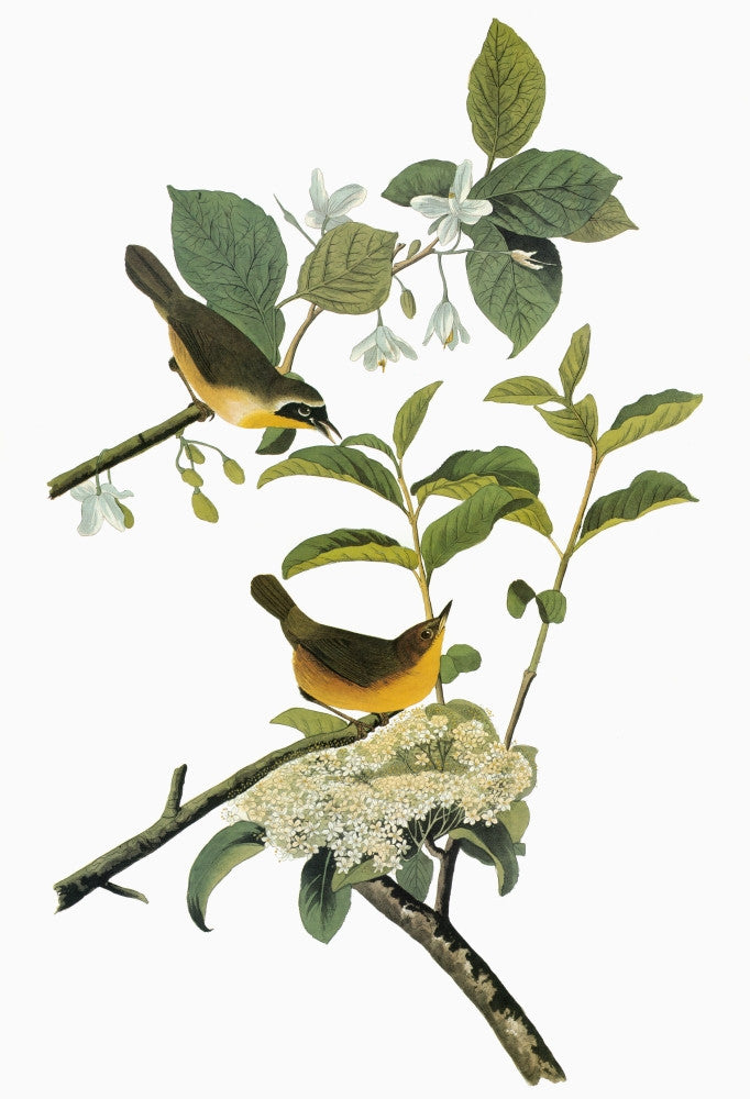 Audubon Yellowthroat Fine Art Print - Male and Female Common Yellowthroats