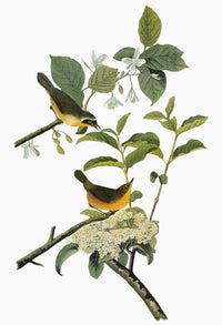 Audubon Yellowthroat Fine Art Print - Male and Female Common Yellowthroats