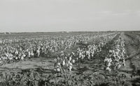 Texas Cotton Field Fine Art Print - USA Landscape