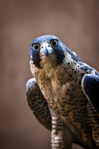 Falcon Fine Art Print - Stunning Wall Décor for Home & Office