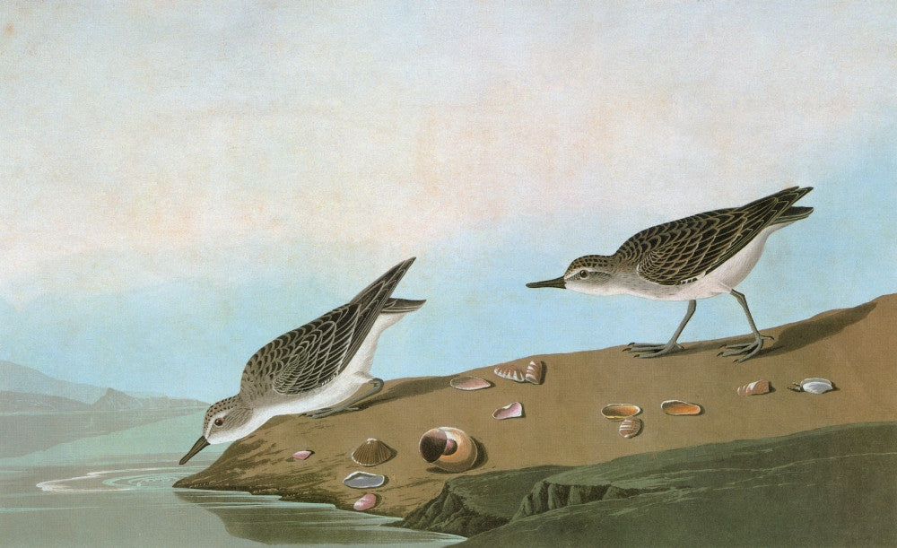 Audubon Sandpiper Engraving Print - Calidris Pusilla
