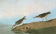 Audubon Sandpiper Engraving Print - Calidris Pusilla