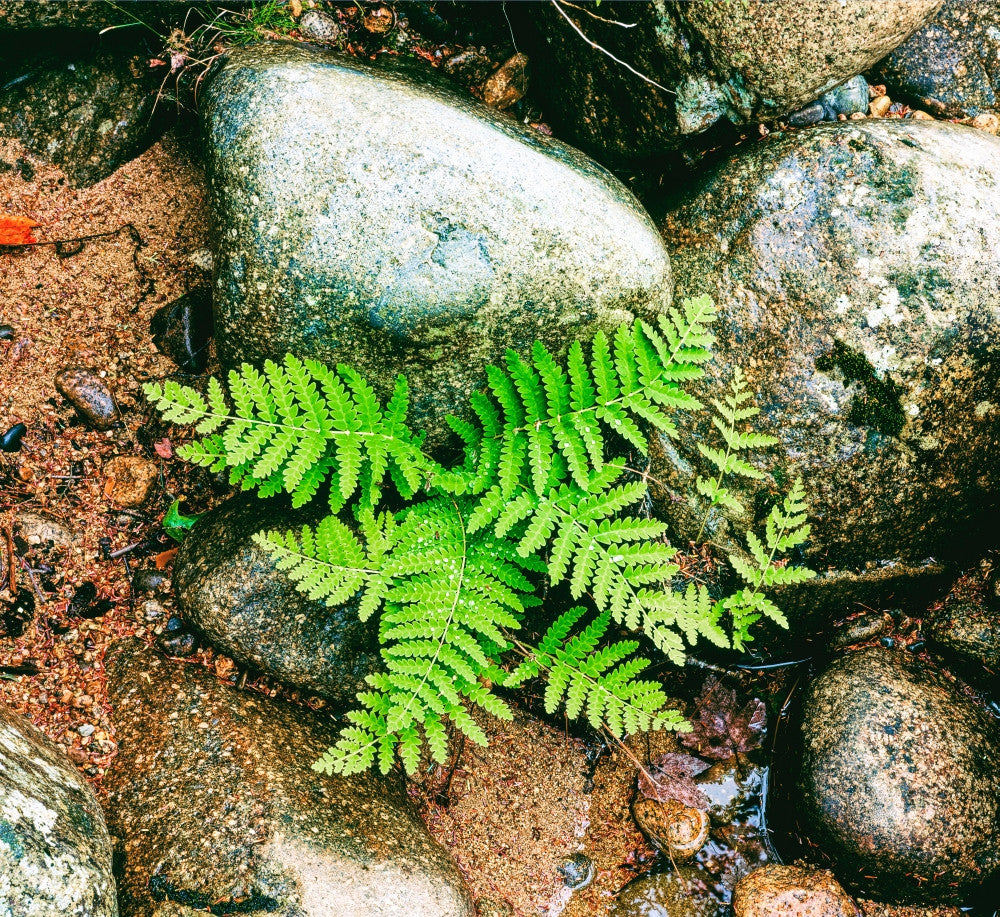 Fern Leaves and Rock in Forest Fine Art Print by Panoramic Images