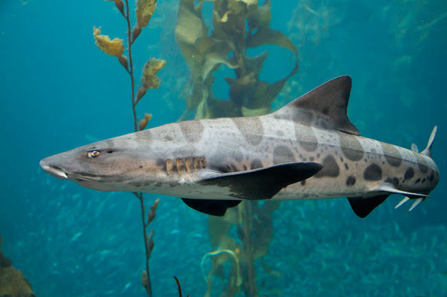 Leopard Shark Fine Art Print by VWPics/Stocktrek Images