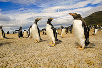 Gentoo Penguins Fine Art Print - The Neck, Saunder's Island