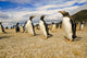 Gentoo Penguins Fine Art Print - The Neck, Saunder's Island