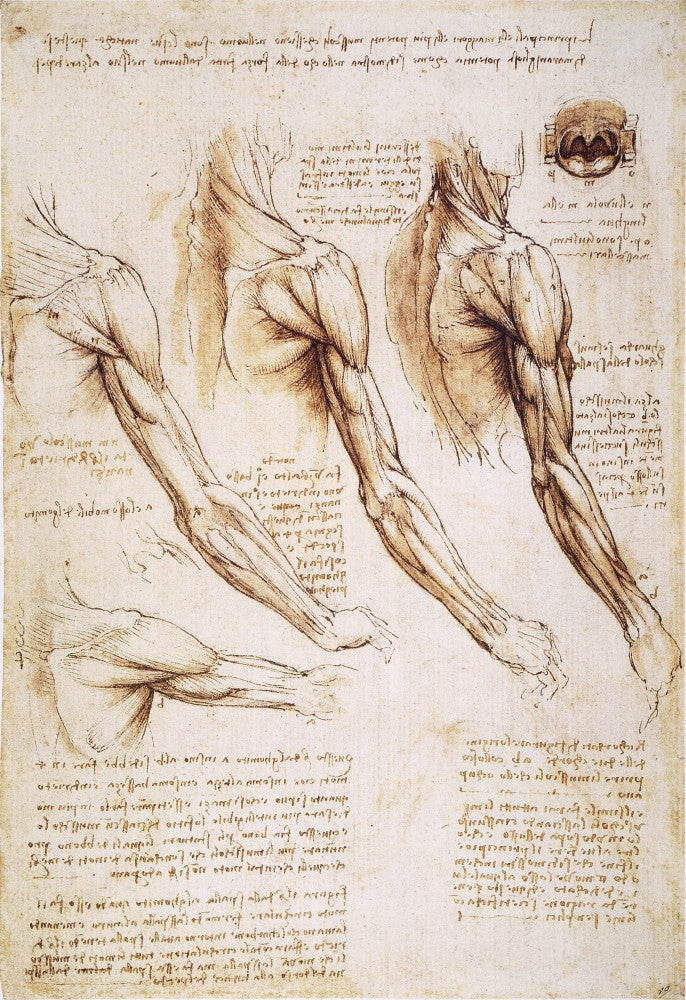 Leonardo da Vinci Anatomical Studies Fine Art Print - 1510