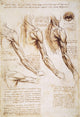 Leonardo da Vinci Anatomical Studies Fine Art Print - 1510