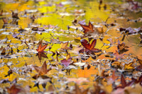 Autumn Foliage Reflection in Leaf-Covered Lake Fine Art Print by F. M. Kearney