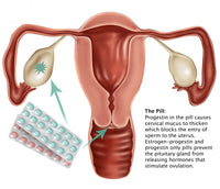 Birth Control Pill Fine Art Print by Gwen Shockey | Science Source