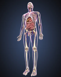 Anatomical Male Body Poster Print - Full Length with Organs & Veins