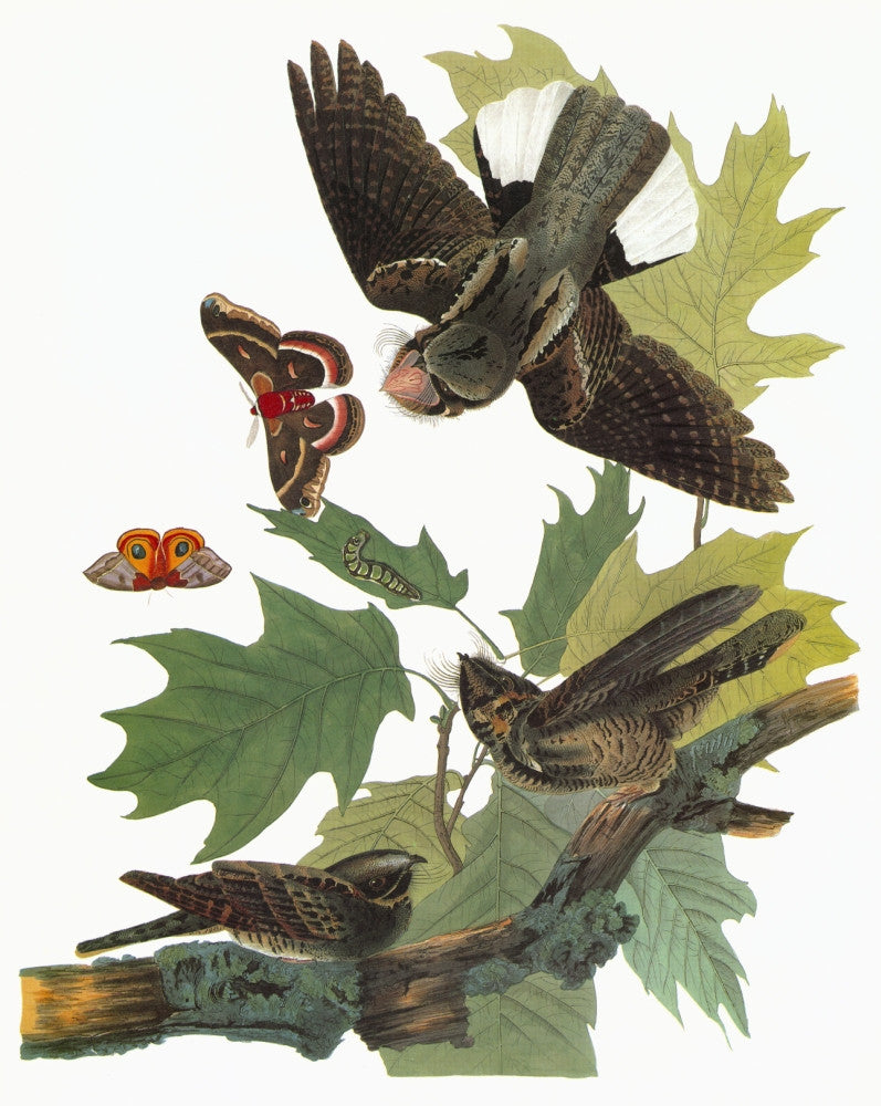Audubon Whip-Poor-Will Fine Art Print - Engraving from 1827-38