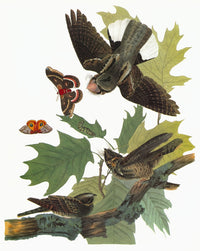 Audubon Whip-Poor-Will Fine Art Print - Engraving from 1827-38