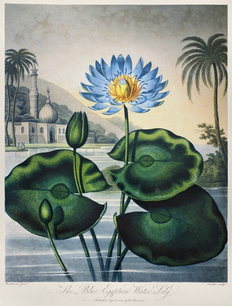 The Blue Egyptian Water Lily Fine Art Print by Robert John Thornton