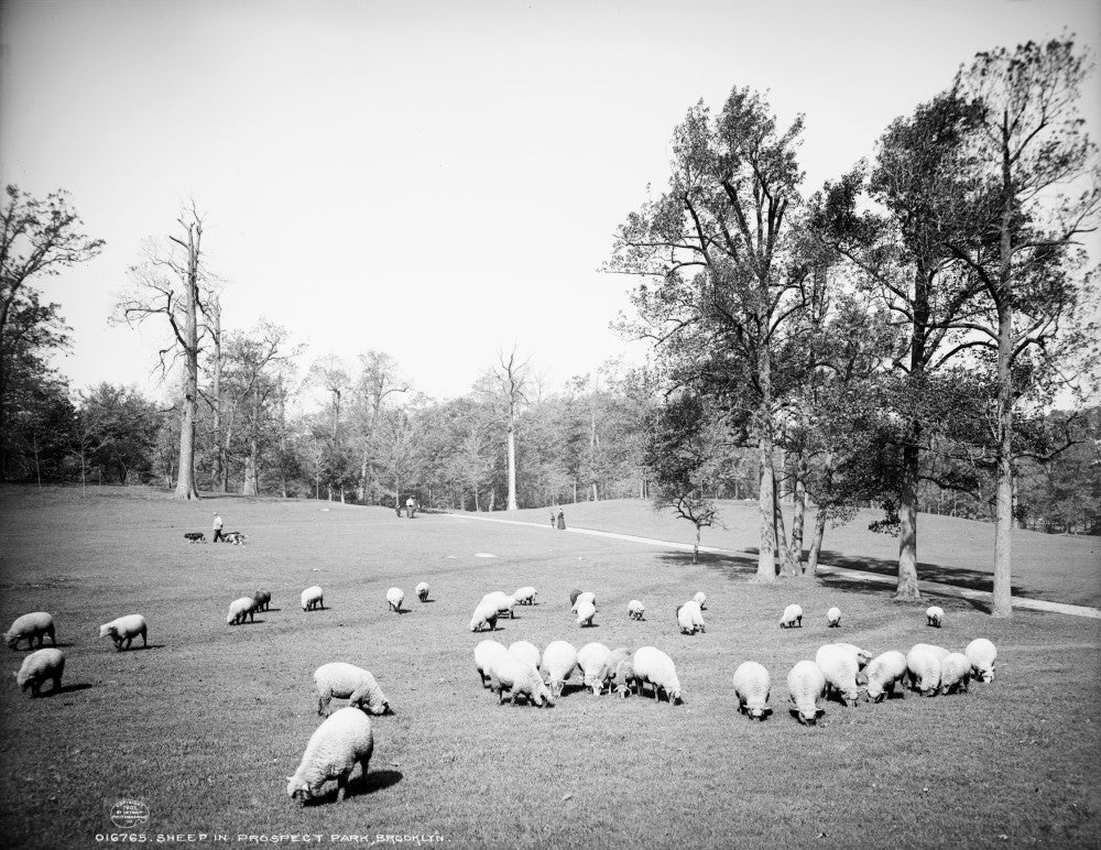 Brooklyn Prospect Park Sheep Grazing Vintage Photograph Print