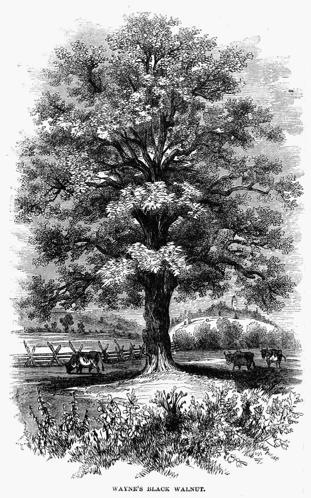 Botany: Black Walnut Tree Wood Engraving Print from 1862