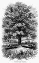 Botany: Black Walnut Tree Wood Engraving Print from 1862