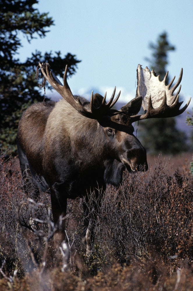 Bull Moose Fine Art Print - Nature Poster by Design Pics