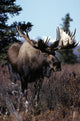 Bull Moose Fine Art Print - Nature Poster by Design Pics