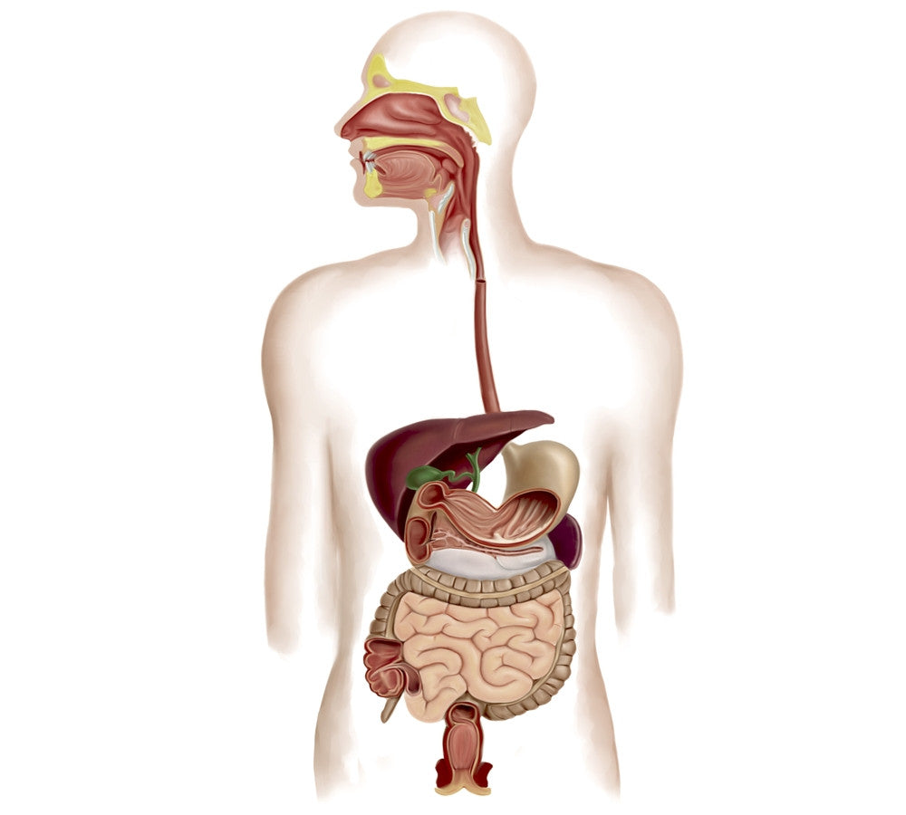Anatomy of the Human Digestive System Fine Art Print