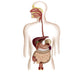 Anatomy of the Human Digestive System Fine Art Print