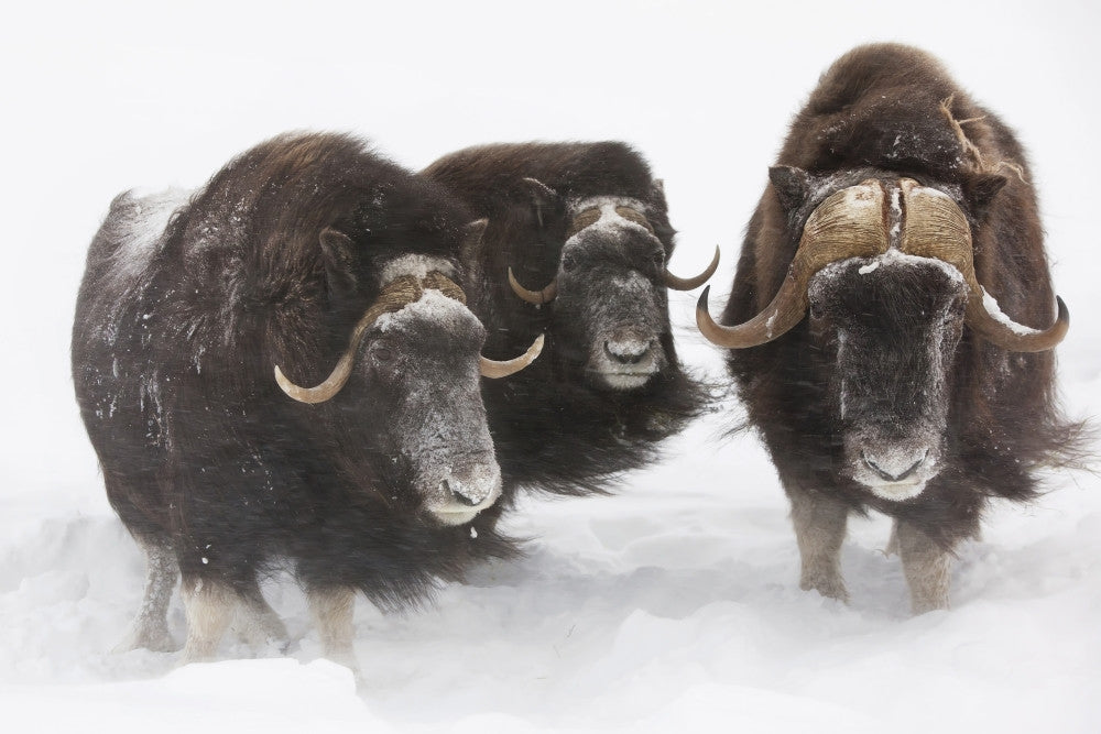 Captive: Three Musk Ox in Deep Snow Fine Art Print